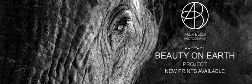 AlexBeldi1's profile banner image