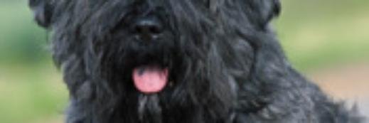 danton_oli's profile banner image
