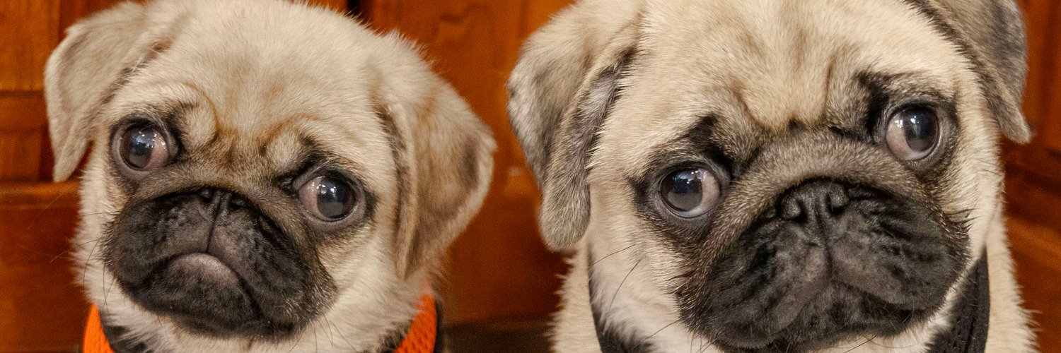 Maggie & Milo the Pugs banner