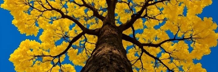 MFROLON's profile banner image