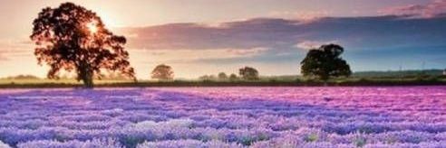 lula_Sy's profile banner image