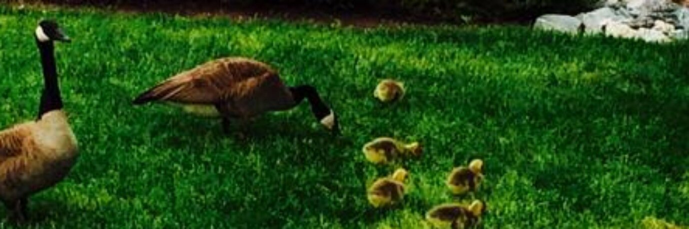 WakeTechGoose's profile banner image