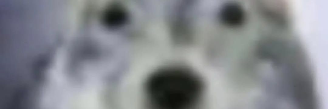 grob_stingo's profile banner image