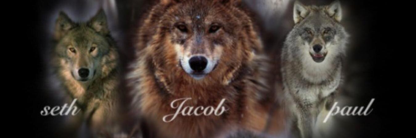 bloodtieswolf's profile banner image