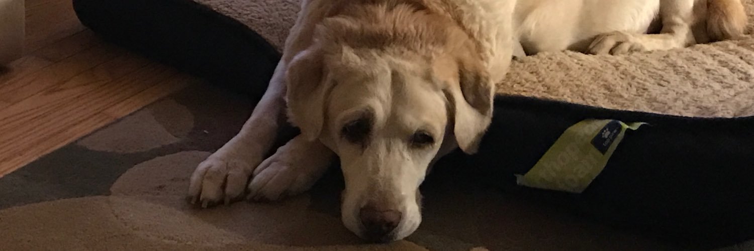 SteveMalloy's profile banner image