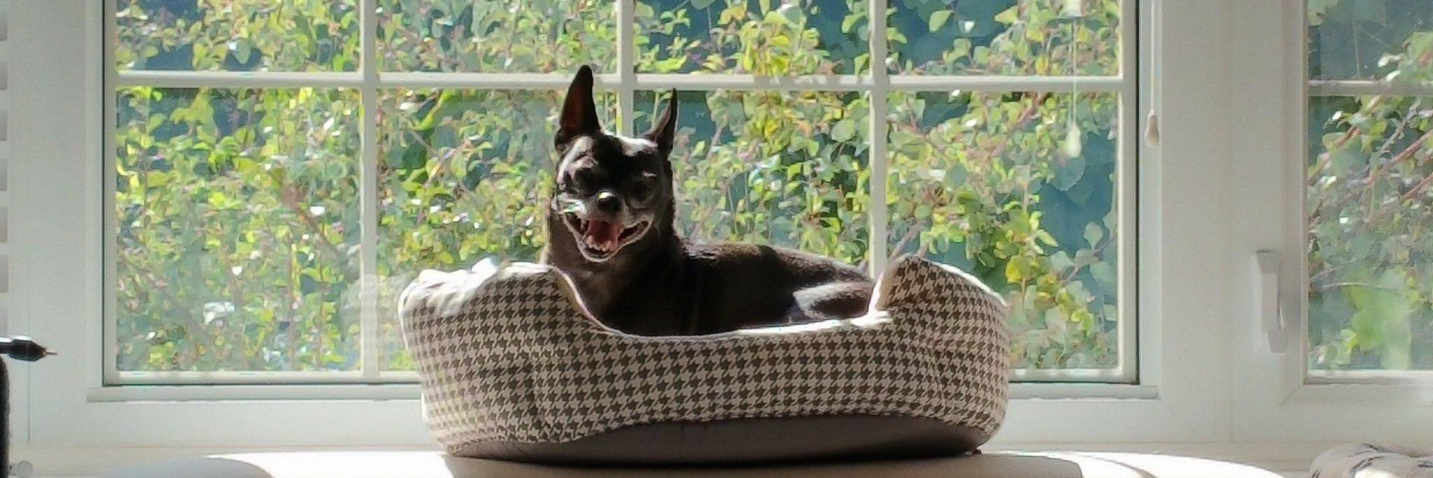 Dr. Kimberly Snary banner