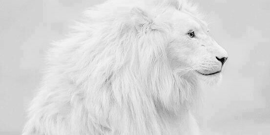 raid477t's profile banner image