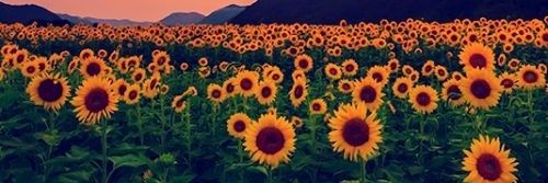 _drezaferreira's profile banner image