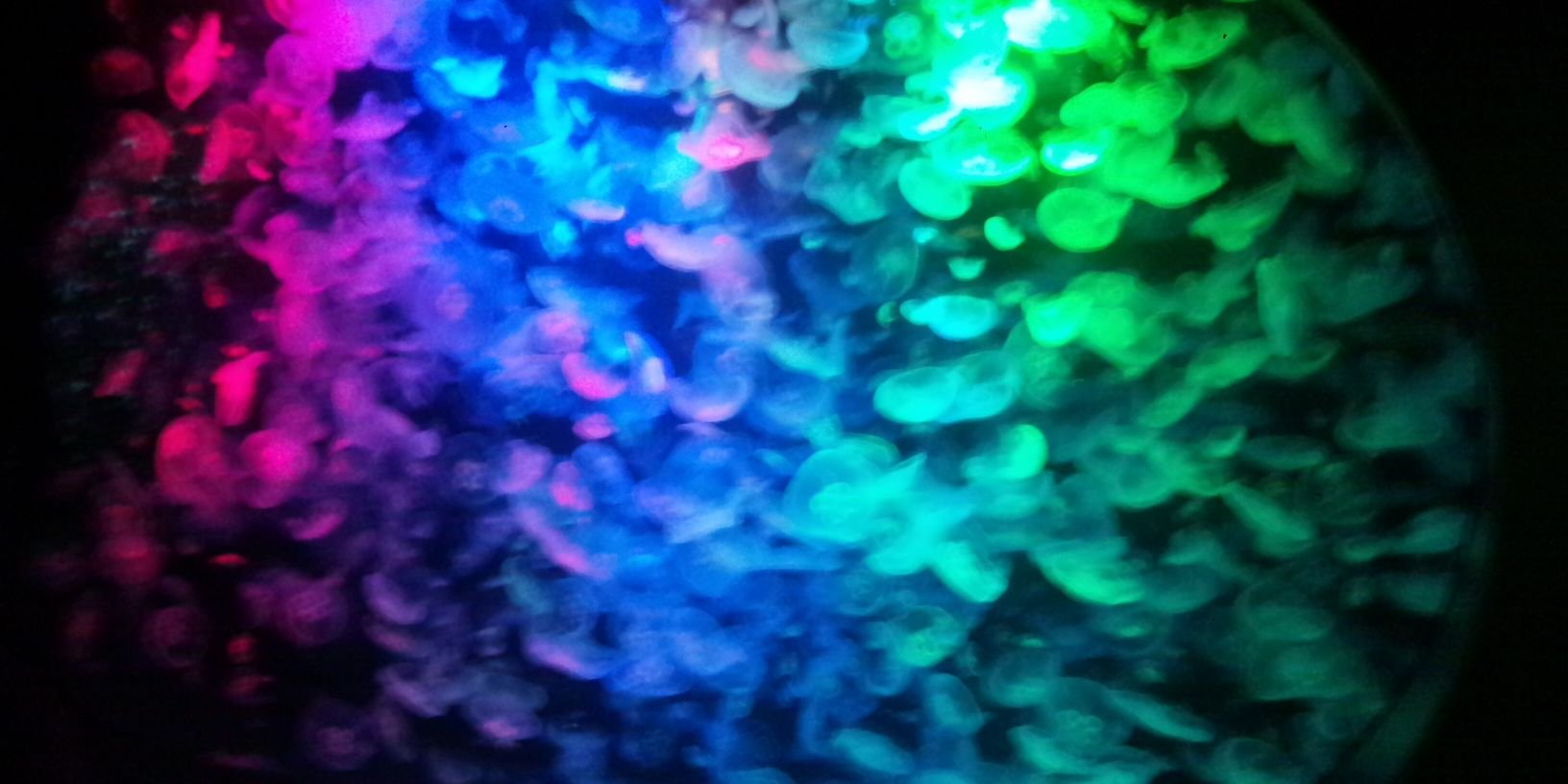 moka banner