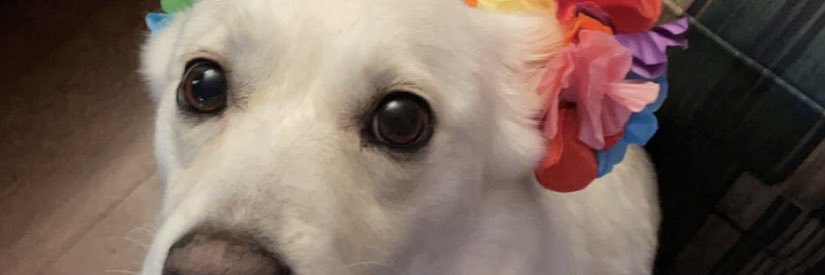 colin_abear's profile banner image