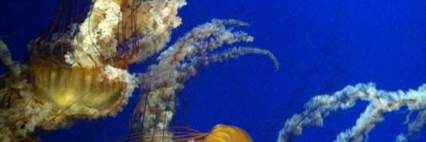 chinchllabikini Profile Banner