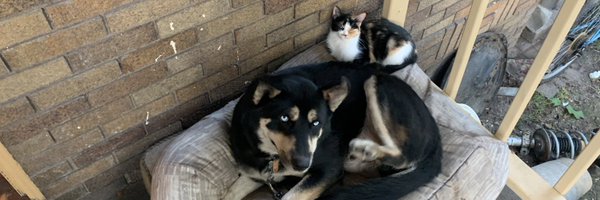 Bjohnnyt Profile Banner