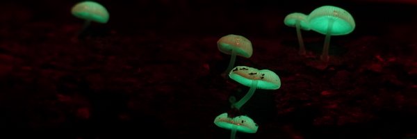 szymekD Profile Banner