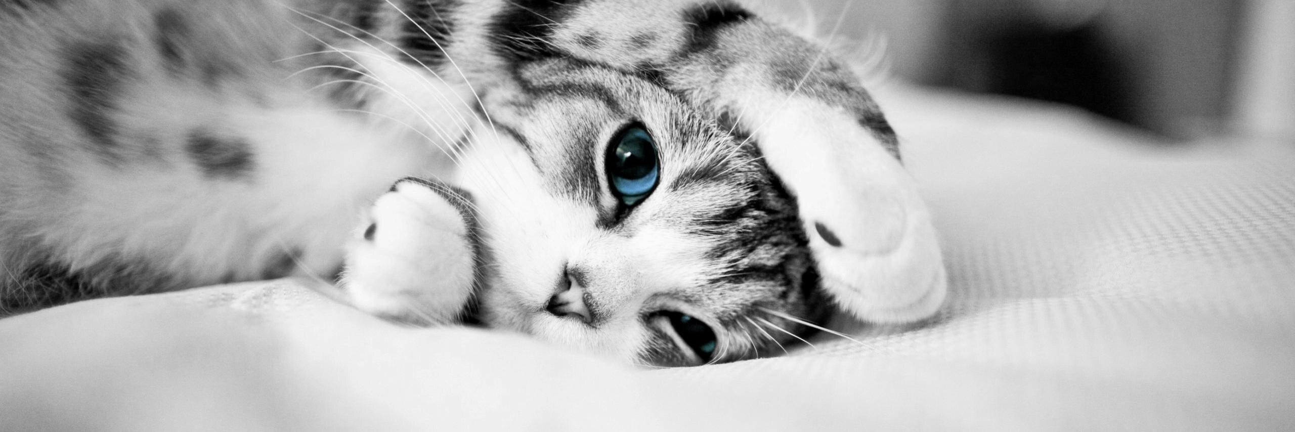 jungkookitty's profile banner image