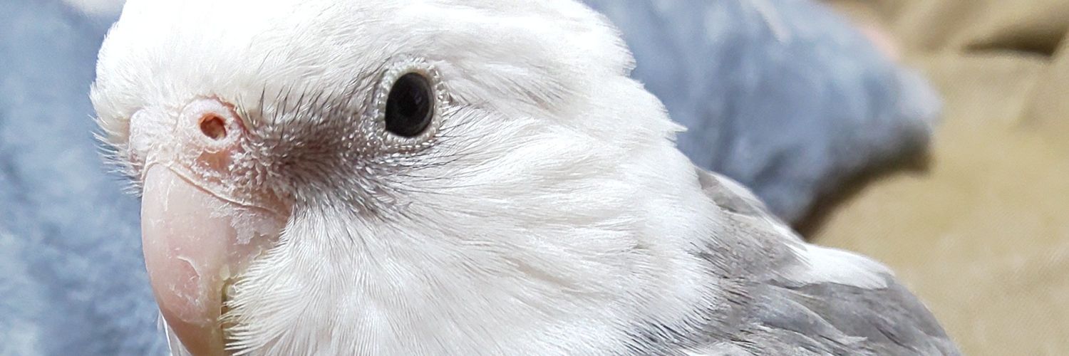 washimowashimo's profile banner image