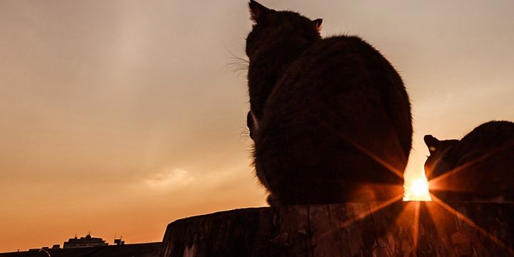 danisamvega's profile banner image