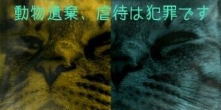 tibimoruru's profile banner image