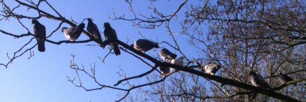 TdFemmes Profile Banner