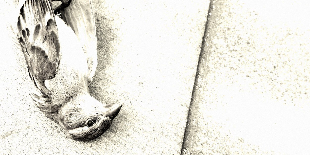 antoniusJason's profile banner image