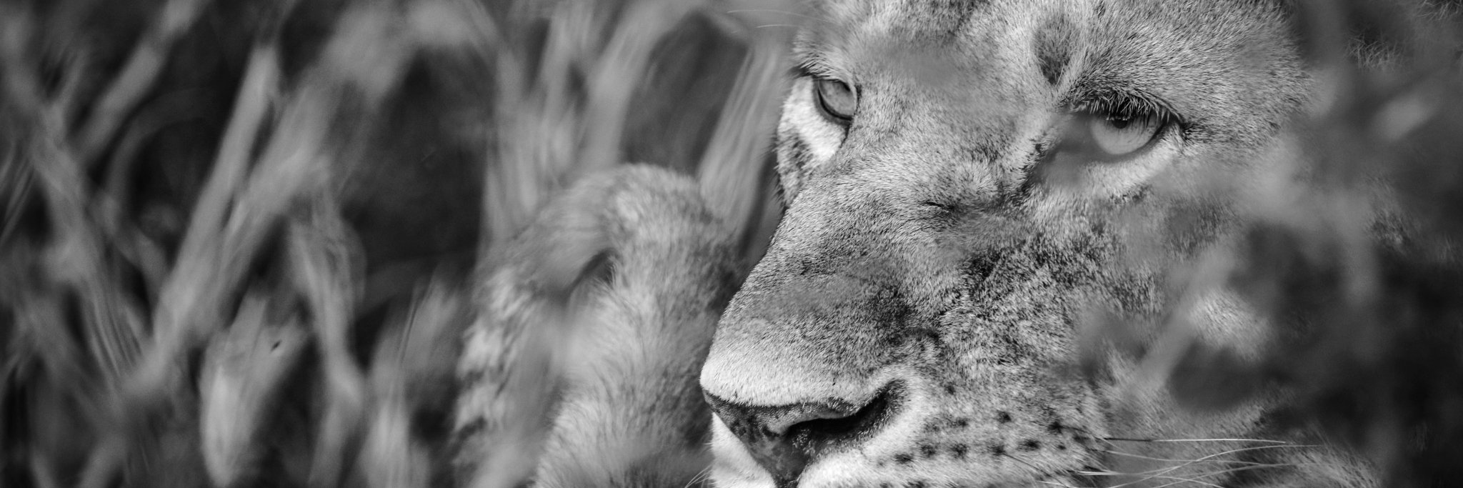 Offbeat Safaris banner