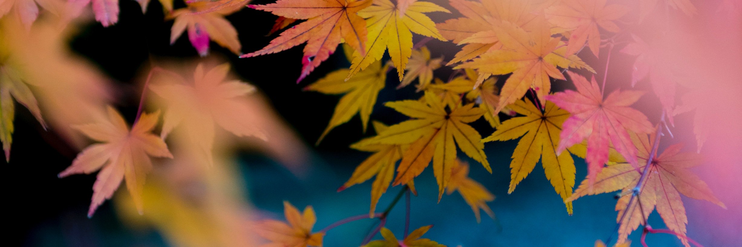 NaotakaHiguchi's profile banner image