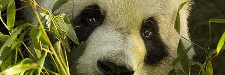 panda_siempre's profile banner image