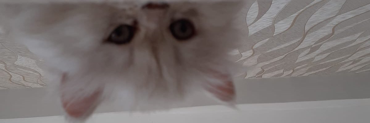 staphyleee's profile banner image