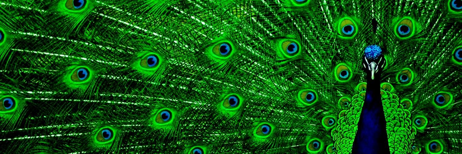 ManyaShree's profile banner image