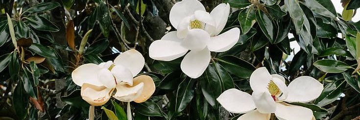floww.'s banner