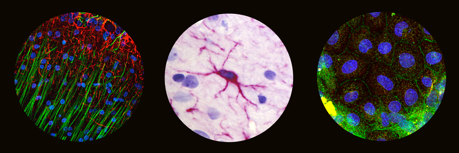 Bio Imaging Core banner