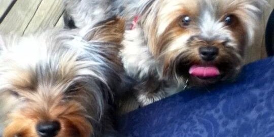 piccolamosca's profile banner image