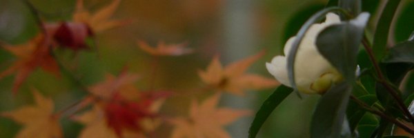 MasatoshiMizuka Profile Banner