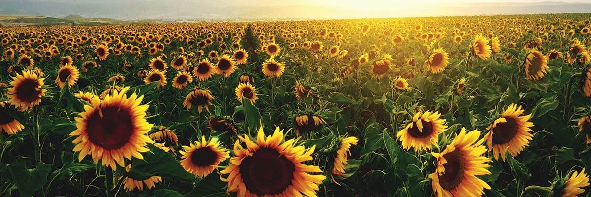 Alexia Thomaidis banner