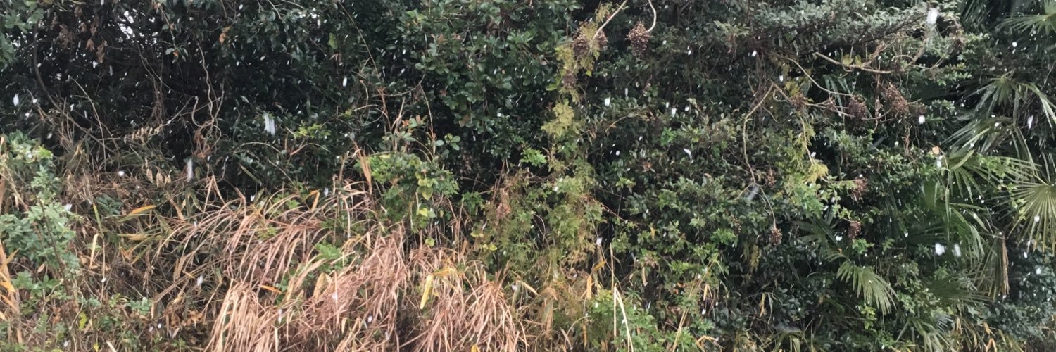 natugumi's profile banner image