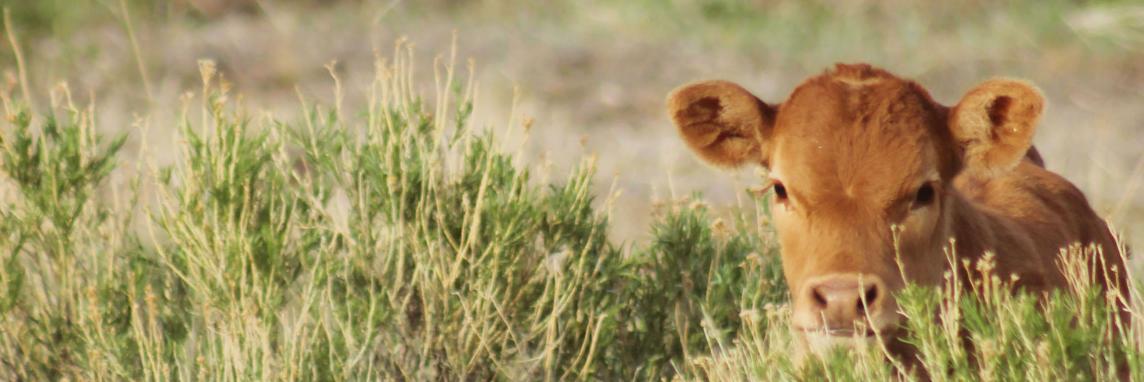 Wyo_Roundup's profile banner image