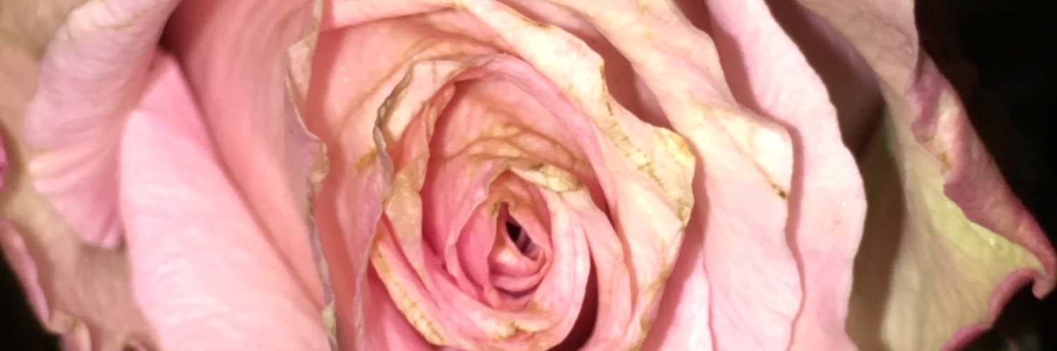 BeadedFrogDesig's profile banner image