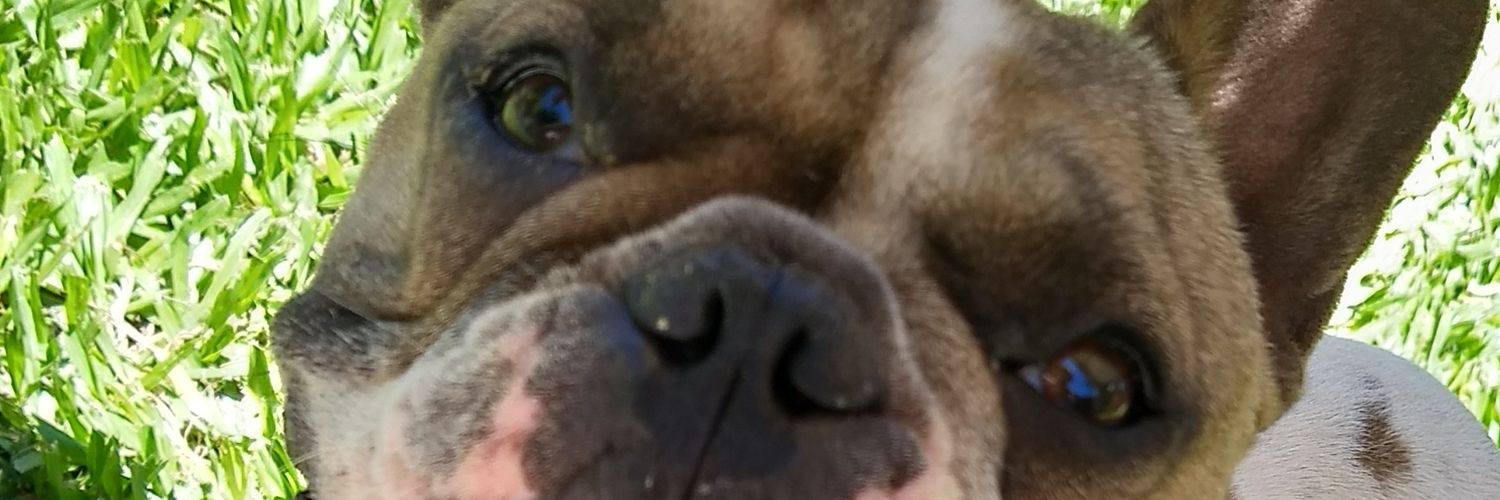 NidiaCorrea4's profile banner image