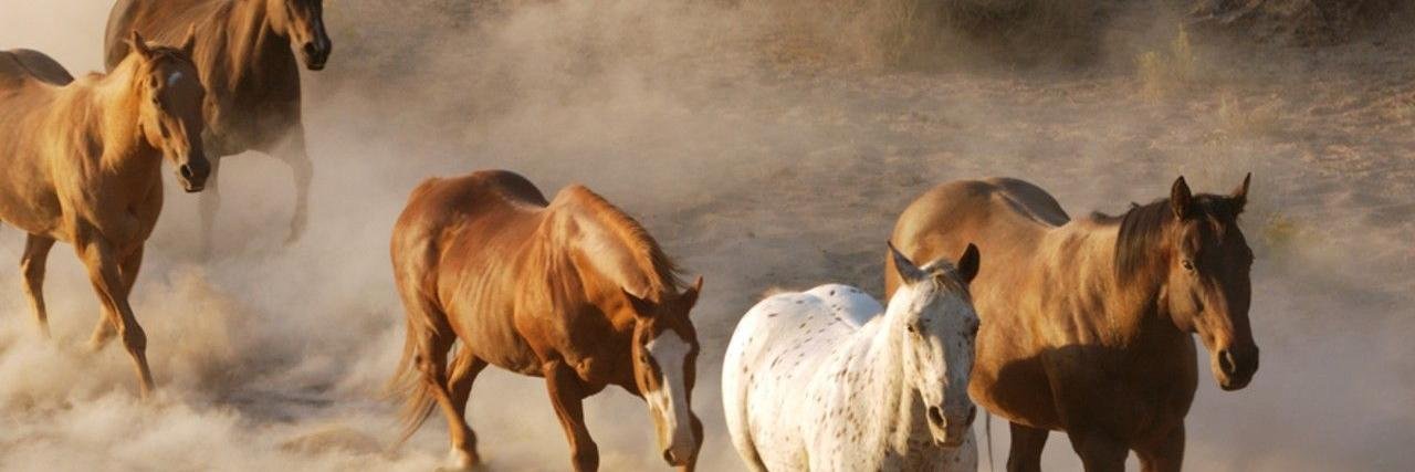 SDHorseHelp's profile banner image