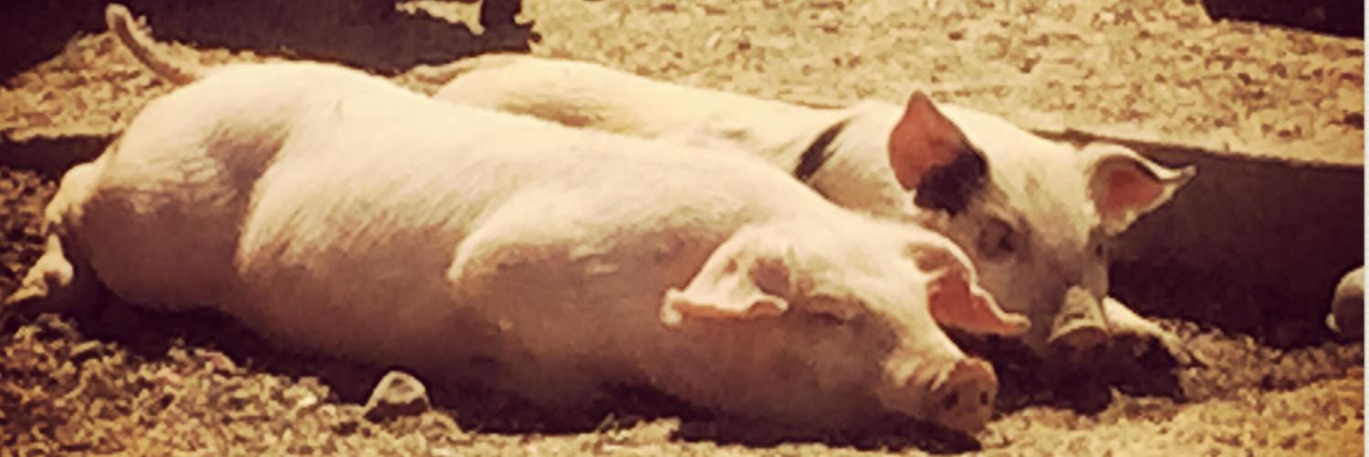 bardgeek's profile banner image