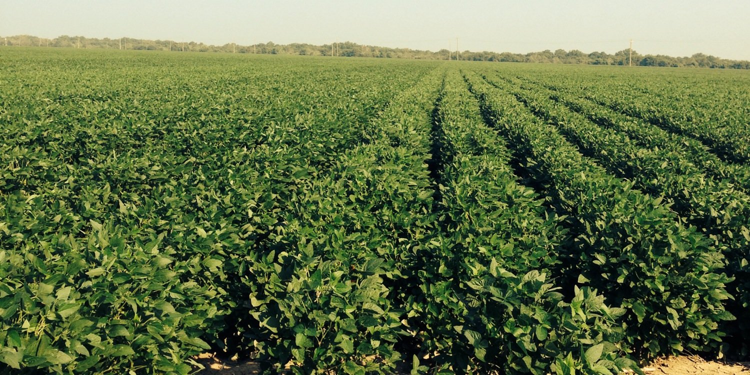 Craig Hankins banner