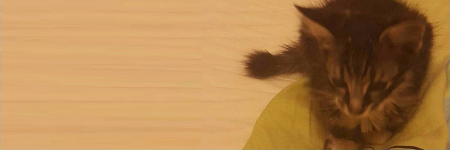 GabelVasq's profile banner image