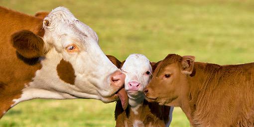 VeganDiaries's profile banner image