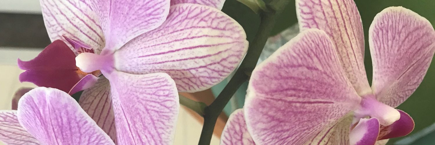 AMJLOVESLA's profile banner image