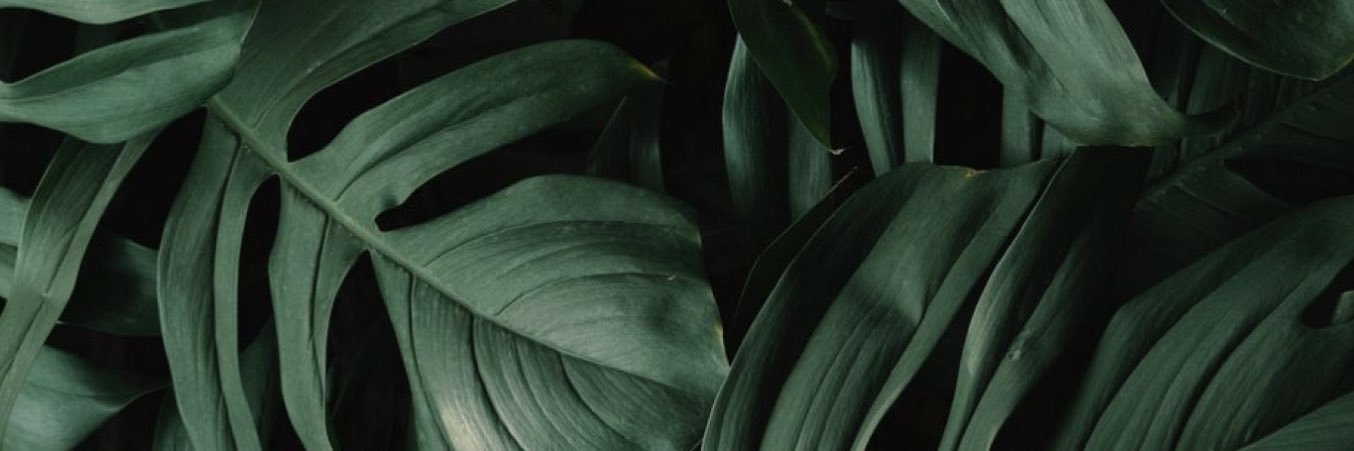 _truerose's profile banner image