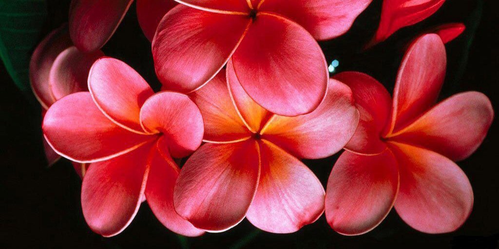 🌸Teresa🌸 banner