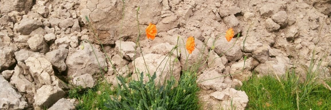 Burger op onderzoek🐝🌲☃️ banner