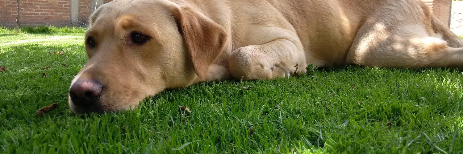 dogsfactory's profile banner image