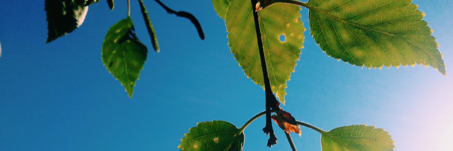 taylorhammerr's profile banner image
