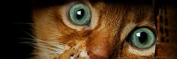 MsCLStewart Profile Banner