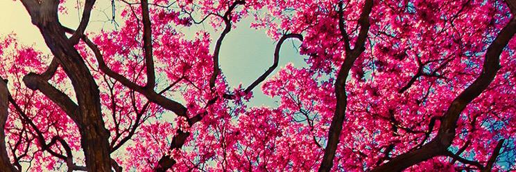 Mariangel Rodriguez banner